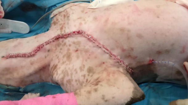 A dog lies on a surgical table, displaying a long stitched incision along its torso, surrounded by medical equipment and blue drapes.