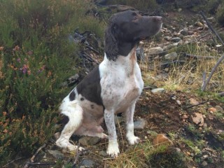 A brown and white dog sits attentively among rocky terrain and sparse vegetation, surrounded by grass and shrubs, possibly alert to nearby sounds or movements.