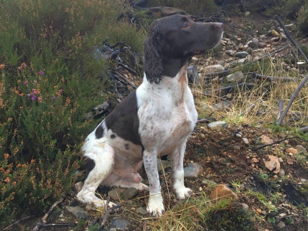A brown and white dog sits attentively among rocky terrain and sparse vegetation, surrounded by grass and shrubs, possibly alert to nearby sounds or movements.