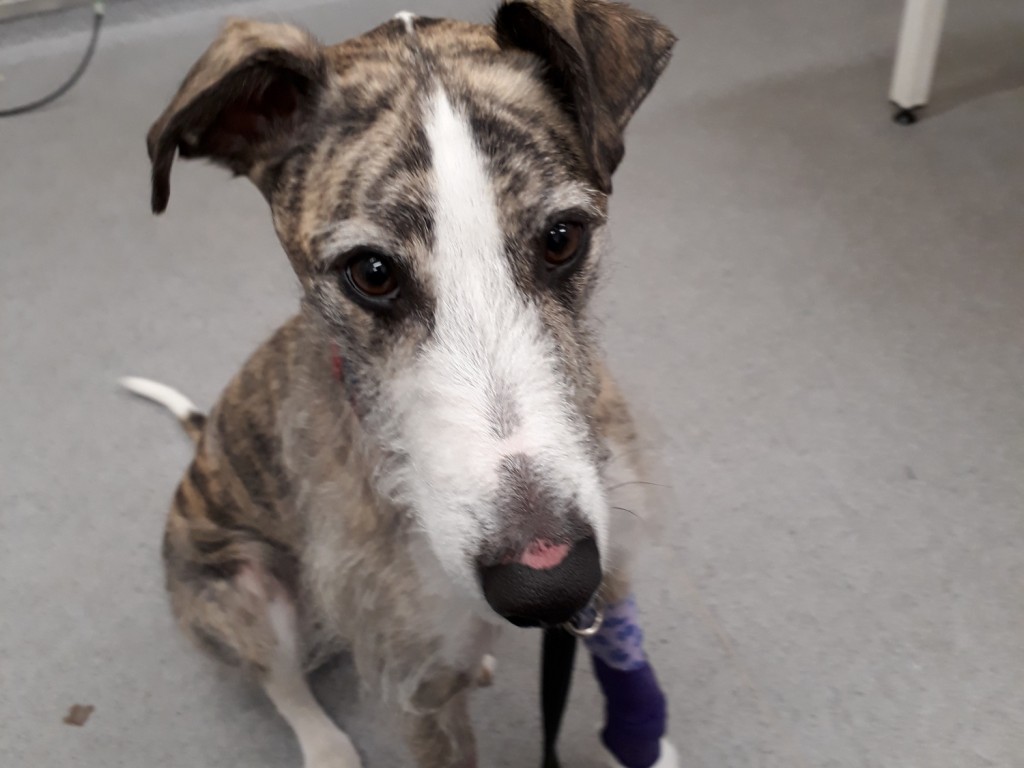 Kidney Failure Horror After Dog Ate Sultanas Vets Now kidney-failure-horror-after-dog-ate-sultanas-vets-now