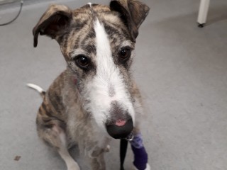 Dog with a brindle coat sits on a gray floor; wearing a purple bandage on its front paw, looking attentively upward in a room with light fixtures and a table leg visible.