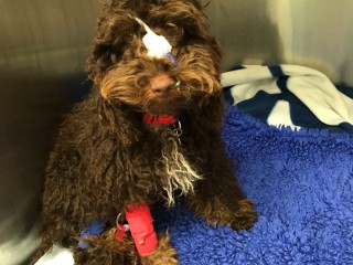 A curly-haired dog sits with a bandage on its face and red leg wrap, resting on a blue blanket in a clinical setting.