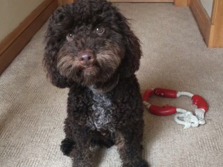 A curly-haired brown dog sits attentively on a carpeted floor next to a circular rope toy with red sections, in a cozy indoor setting.