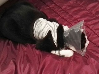 A black and white cat sleeps on a red quilted blanket while wearing a gray cone and white bandage around its torso, likely after surgery or injury recovery.