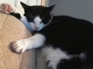 A black-and-white cat sleeps with paws stretched, resting on a beige couch in a softly lit room.