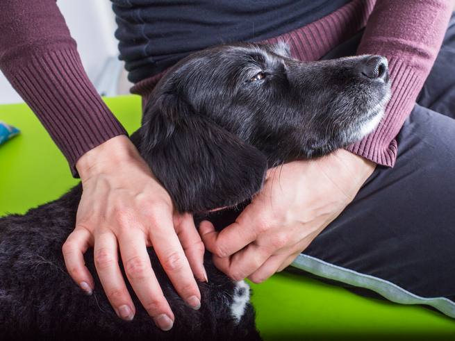 what to give dog pain relief