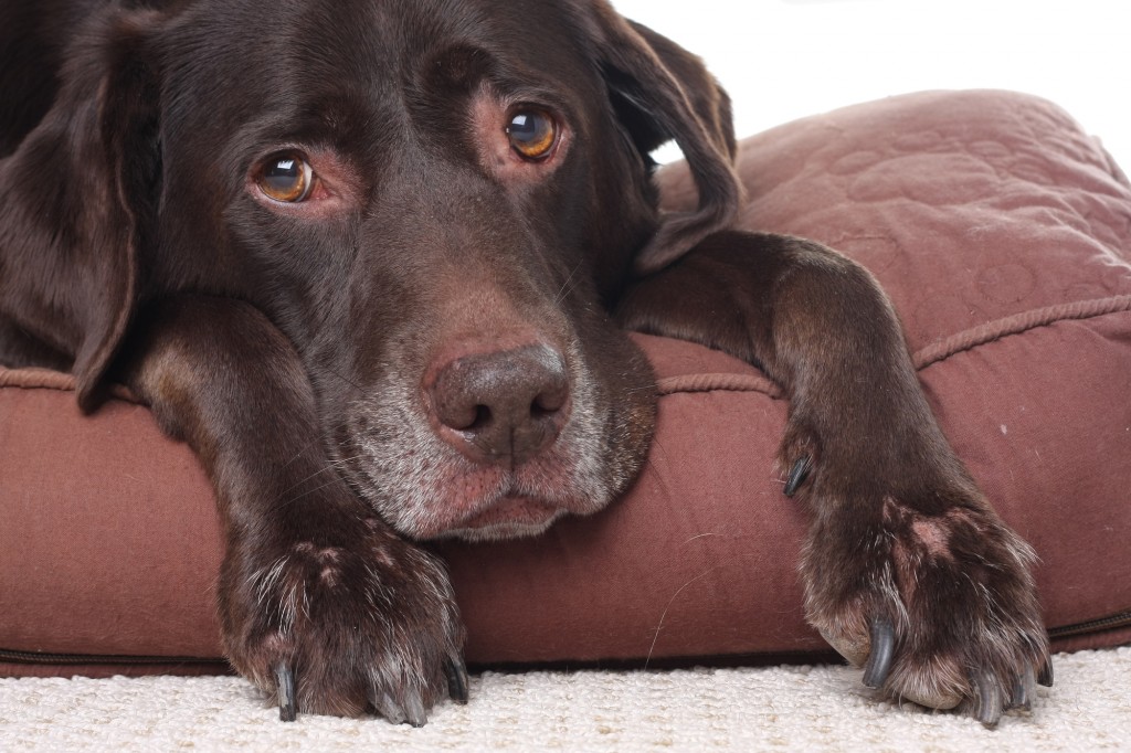 A chocolate Labrador lies on a brown cushion, resting its head and paws, with a calm expression, indoors on a beige carpet.
