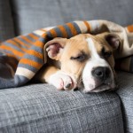 dog looking unwell for article on poisoning in dogs A puppy sleeps peacefully under a cozy orange and gray striped blanket on a gray couch.