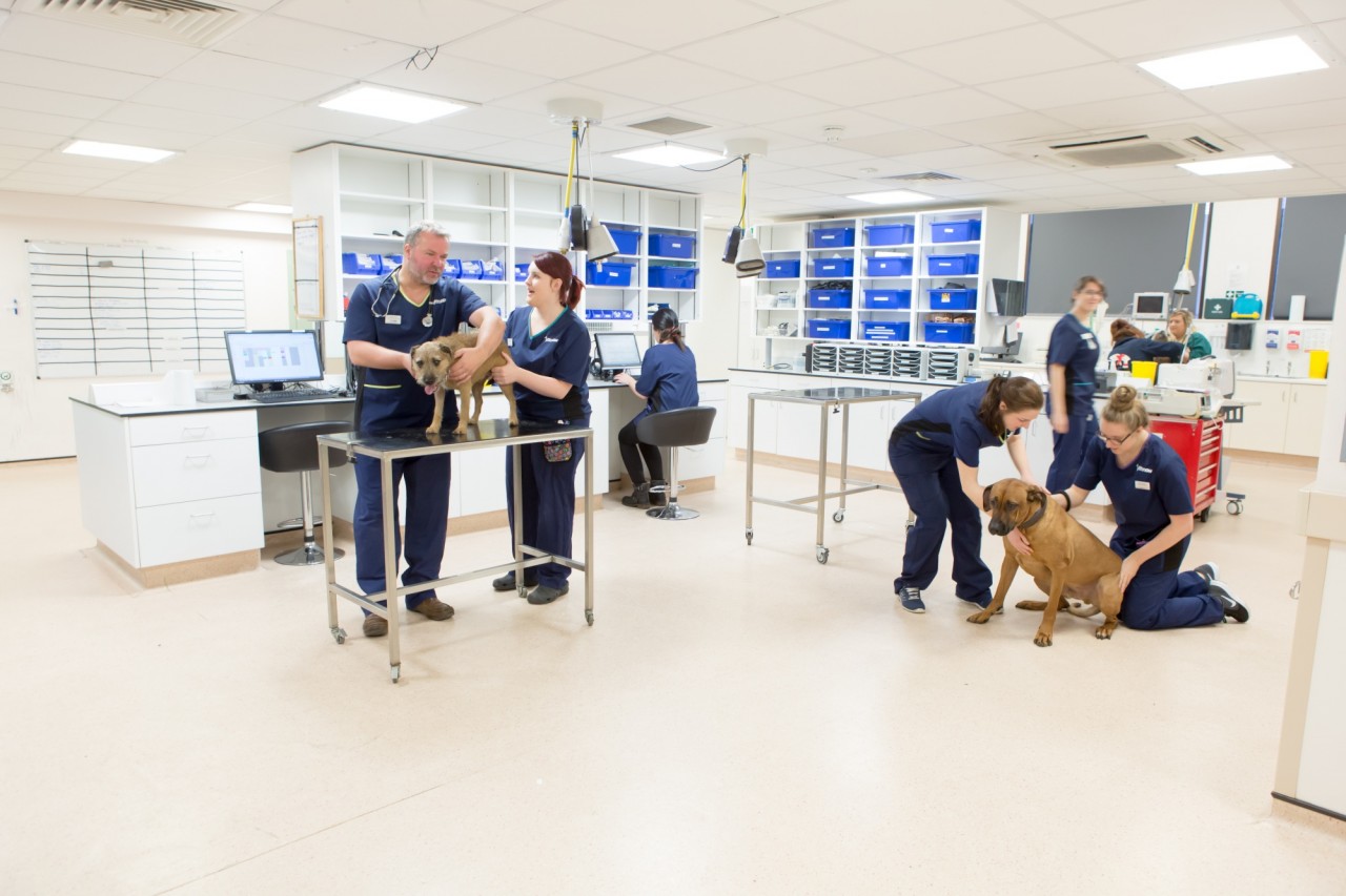 Emergency Vet Costs & Fees Where Your OutOfHours Vet Fees Go