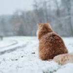 How to keep your pet safe in cold weather A fluffy orange cat sits in the snow, its back dusted with flakes, looking towards a snowy path bordered by bare trees in a wintry landscape.