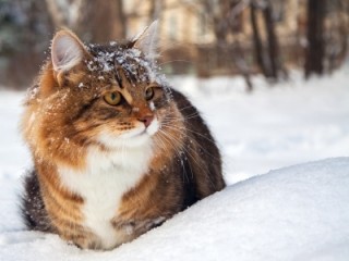 A fluffy brown and white cat sits in snow, looking to the side. Snowflakes cover its fur, with blurred trees in the background creating a wintery forest scene.