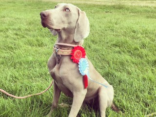 A gray dog sits on grassy field, adorned with red and blue ribbons on its collar, looking upwards.