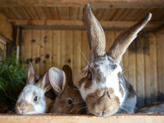 Three rabbits, with one prominently leaning forward, peer curiously over a wooden ledge inside a rustic hutch, surrounded by wooden walls and some greenery.