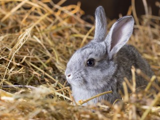 A small, fluffy gray rabbit sits calmly, nestled in a soft bed of yellow hay, surrounded by scattered strands in a cozy, barn-like environment.