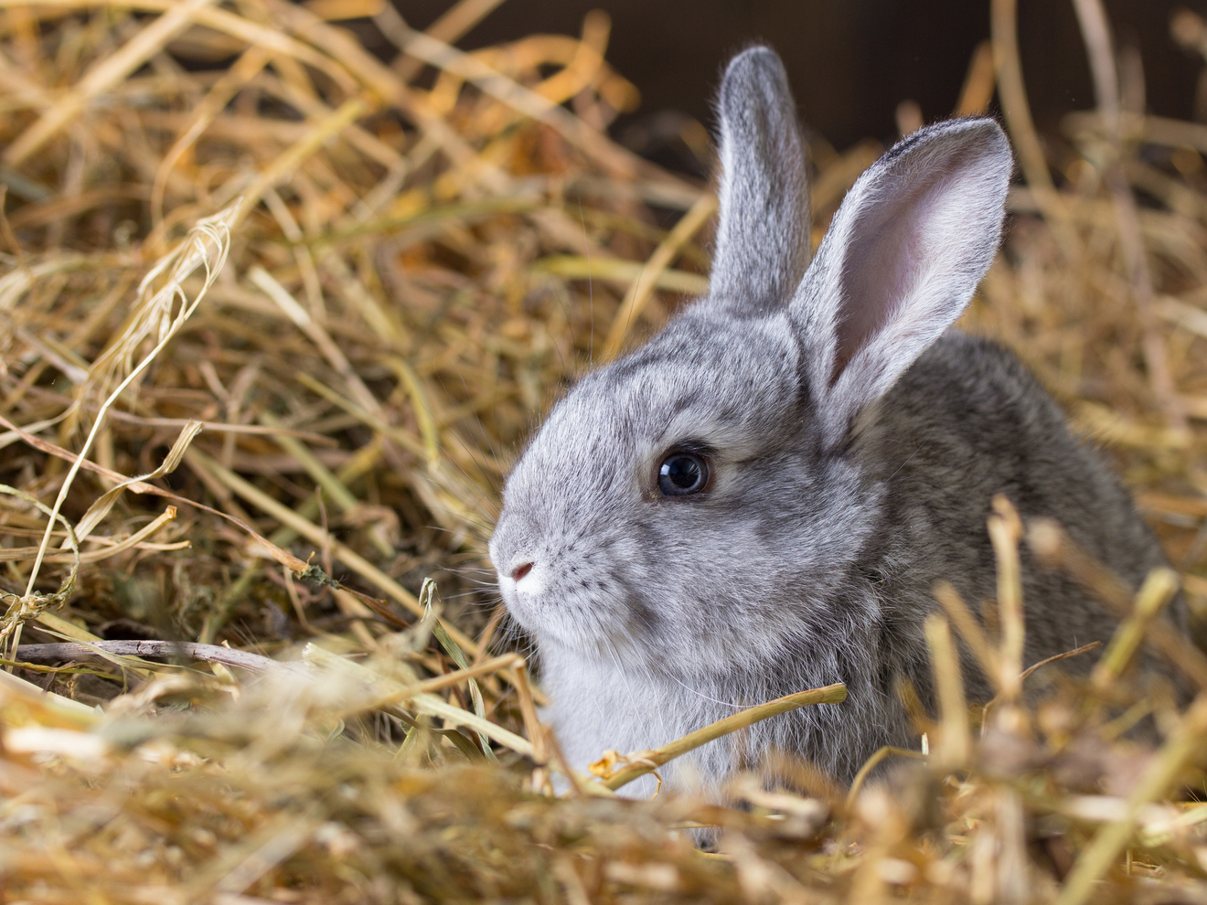 How to Spot Lifeless Baby Rabbits: Expert Tips