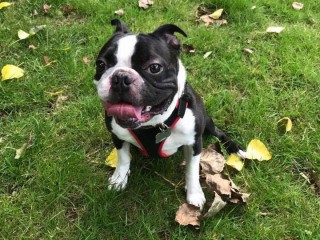 A black and white dog sits on green grass, panting with a happy expression. Fallen leaves surround the dog, providing a natural outdoor setting.