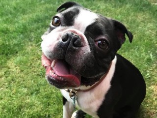 A Boston Terrier sits on lush green grass, looking up happily with its tongue out and ears perked.