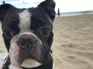 A close-up of a dog with sand on its face, sitting on a beach with the ocean and a distant figure in the background.