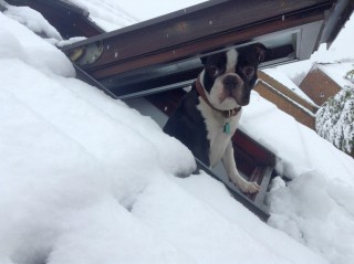 A black and white dog peeks through a partially open roof window, surrounded by thick snow on a winter day.