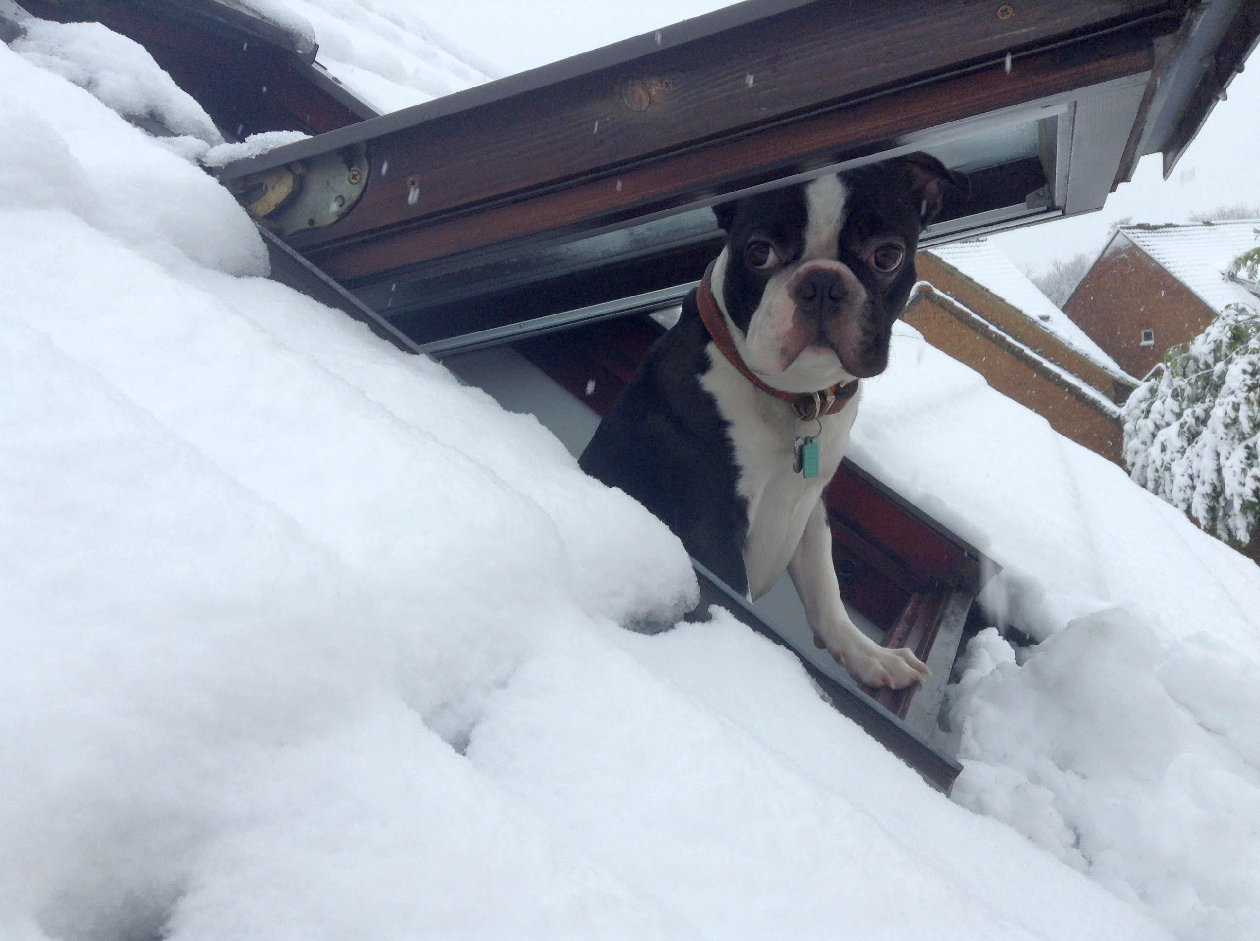 A black and white dog peeks through a partially open roof window, surrounded by thick snow on a winter day.