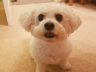 A fluffy white dog sits attentively, looking upward with a slightly open mouth, indoors on a beige carpet surrounded by wooden furniture.
