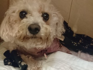 A small, curly-haired dog is lying down, wrapped in a black-and-white blanket, on a white cushion inside a cozy, enclosed space.