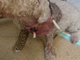 A small dog with curly fur has a shaved neck displaying stitches and drainage tubes. Its leg is wrapped in leopard-patterned bandage. The dog sits on a tiled floor, likely indoors.