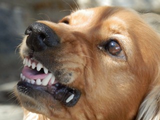 A dog bares its teeth, appearing alert and focused, in an outdoor sunny setting.