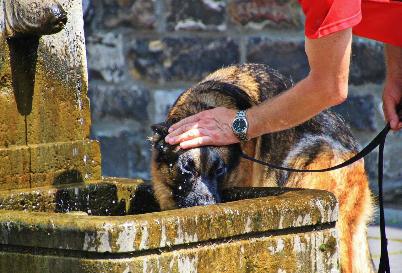 A German Shepherd drinks water from a stone fountain while a person in red clothes gently holds its head, in an outdoor setting with stone walls.