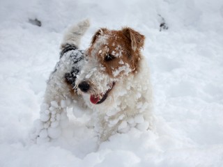 A small dog plays energetically, covered in snow, in a snowy landscape. Its fur is dotted with snowballs, and it appears joyful with its tongue out.