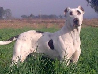 A white dog with black spots stands alert in a grassy field, surrounded by distant trees and an overcast sky.
