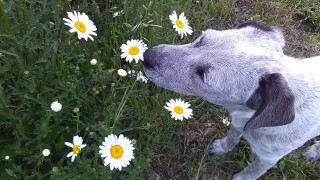 A gray dog sniffs white daisies with yellow centers, surrounded by lush green grass and small plants in a garden setting.