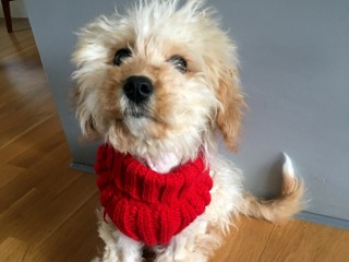A fluffy dog sits on a wooden floor, wearing a bright red knitted sweater, with a gray wall in the background.
