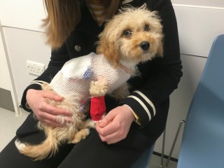 A small, fluffy dog wearing a mesh vest with a red bandaged leg sits calmly on a woman's lap in a waiting room setting.