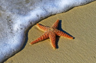 A starfish lies on wet sand, partially touched by foamy ocean waves, under bright sunlight.