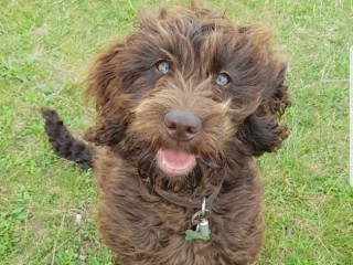 A brown, curly-haired dog sits on grass, looking up with a happy expression, wearing a collar with a bone-shaped tag.