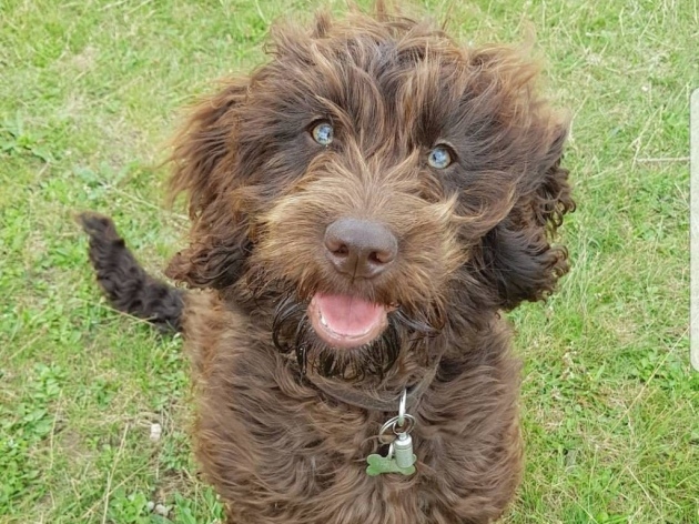 A brown, curly-haired dog sits on grass, looking up with a happy expression, wearing a collar with a bone-shaped tag.