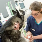 Husky receives medical care from two veterinary professionals in a clinic, one holding the dog while the other applies treatment. Both wear 