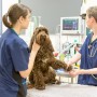 Dog limping that persists for more than 24 hours requires immediate veterinary attention A brown dog sits on an examination table, gently held by two veterinarians wearing blue scrubs in a clinic. A medical monitor displays the dog's vital signs.