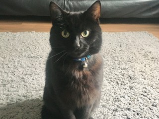 A black cat sits attentively on a gray carpet, wearing a blue collar with a small bell, in a room with a leather sofa and wooden floor.