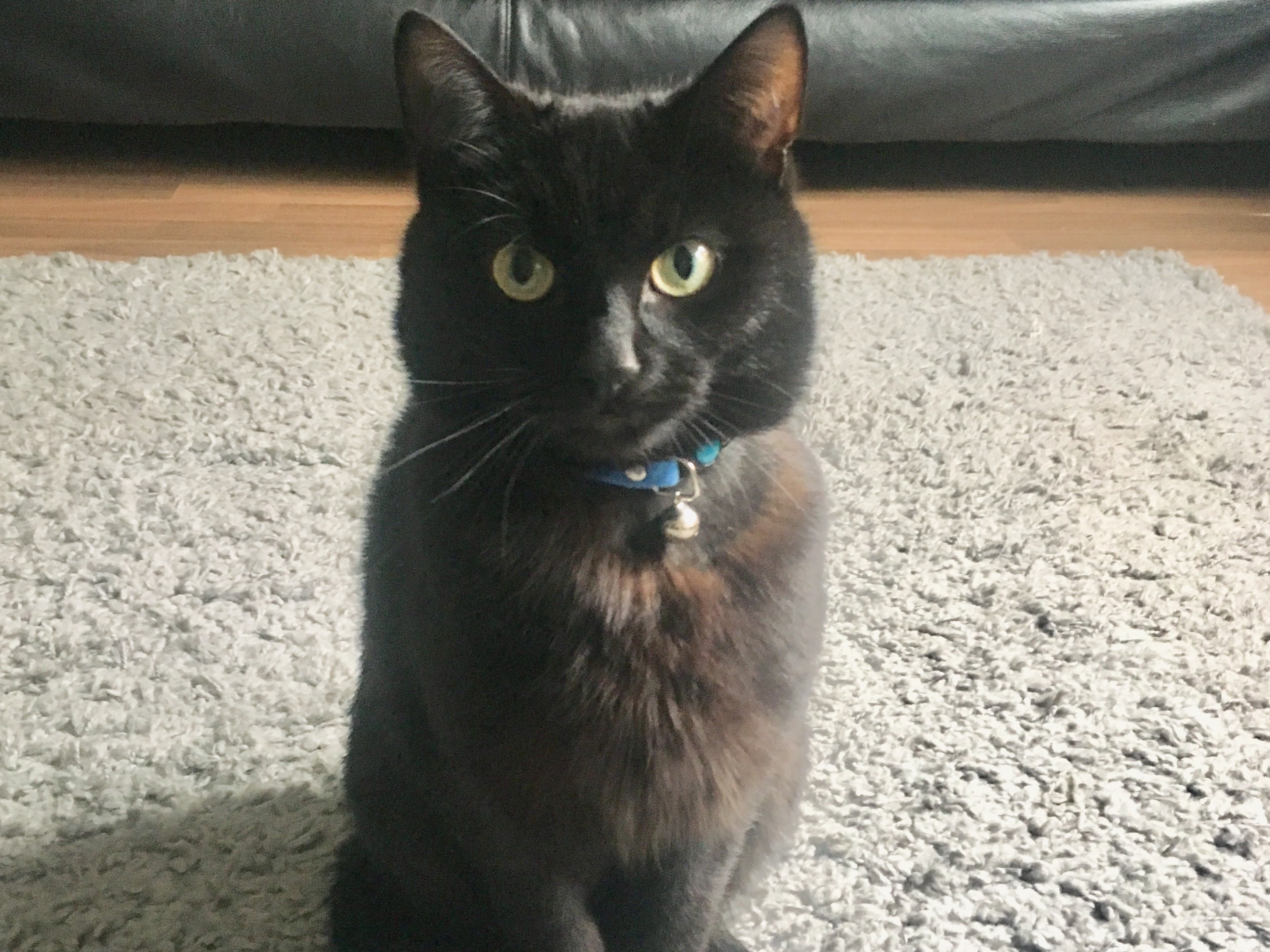 A black cat sits attentively on a gray carpet, wearing a blue collar with a small bell, in a room with a leather sofa and wooden floor.