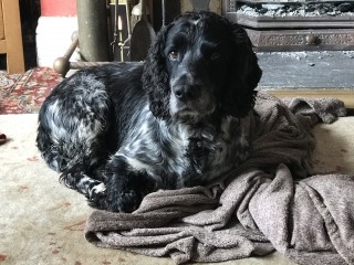 A black and white dog rests on a crumpled brown towel in front of a fireplace, surrounded by cozy home furnishings.