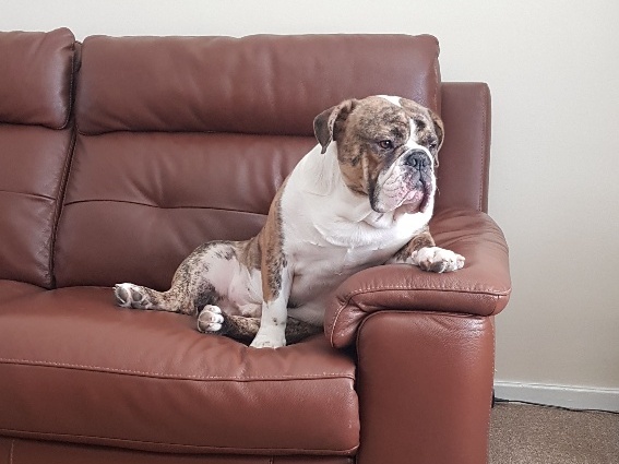 A bulldog lounges comfortably on a brown leather sofa, looking contemplative, in a room with beige carpet and white walls.
