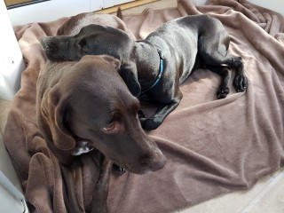 Two black dogs rest closely together on a soft brown blanket in a cozy indoor setting, lying peacefully and looking relaxed.
