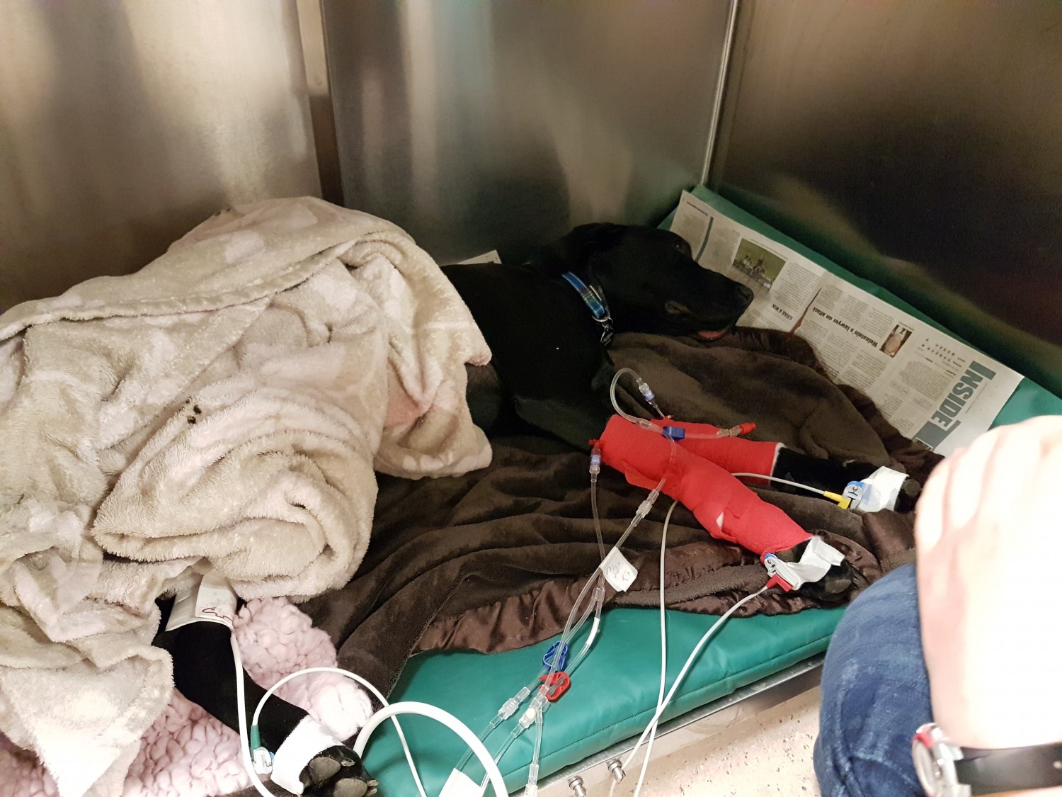A black dog lies on blankets in a kennel, wearing red bandages and connected to medical tubes, next to a newspaper.