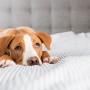 HGE in dogs image A brown and white dog lies relaxed on a striped bedspread in a room with a tufted gray headboard.