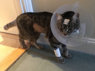 an image of Tuppence, the cat shot by an airgun, with a veterinary collar on for Vets Now article on cat shot by airgun