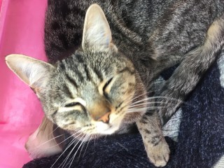 an image of Tuppence, the cat shot by an air gun, looking relaxed for Vets Now article on cat shot by air gun