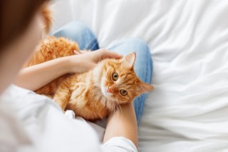 what are the first signs of cat flu in dogs