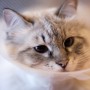 why is my cat sneezing? signs, symptoms and treatment of feline herpes virus and feline calicivirus A fluffy cat wears a plastic cone around its neck, gazing intently in a softly lit room.